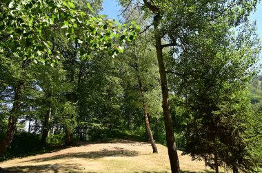 green forest in the summer time