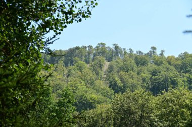 green forest in the summer time