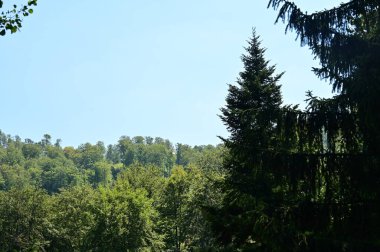 green forest in the summer time