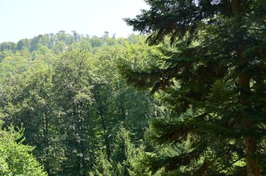 green forest in the summer time