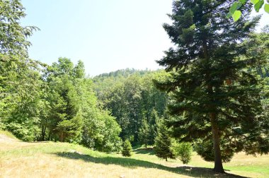 green forest in the summer time