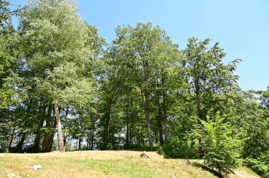 green forest in the summer time