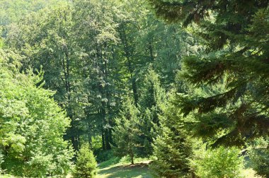 green forest in the summer time