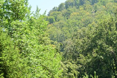 green forest in the summer time