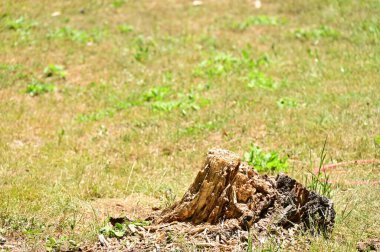 Ormandaki bir ağaç kütüğünün yakın çekimi.