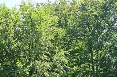 green forest in the summer time