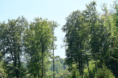 green forest in the summer time