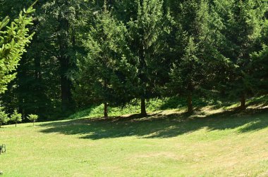 green forest in the summer time