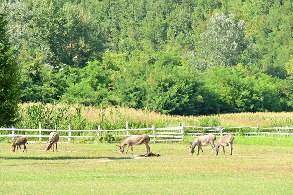 Herd Donkeys Grazing Meadow — Stock Fotó