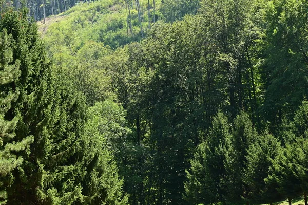 Green Forest Summer Time — Stockfoto