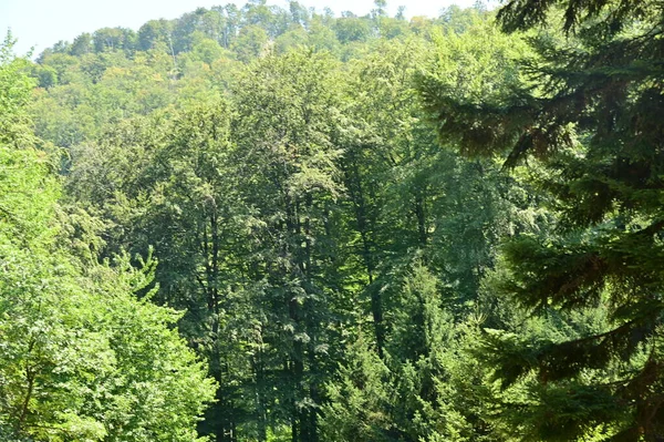 Green Forest Summer Time — Stock Photo, Image