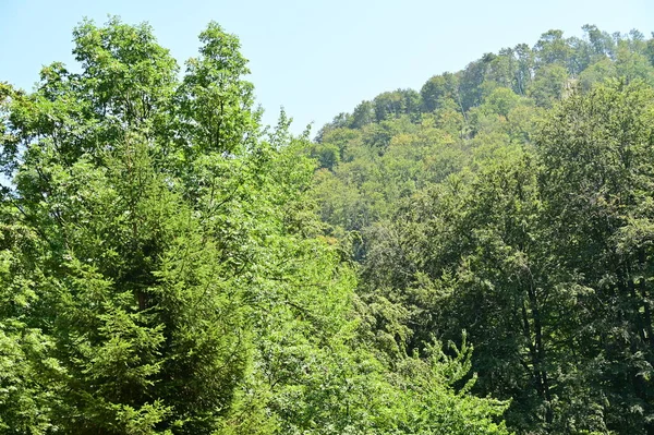 Green Forest Summer Time — Stock Fotó