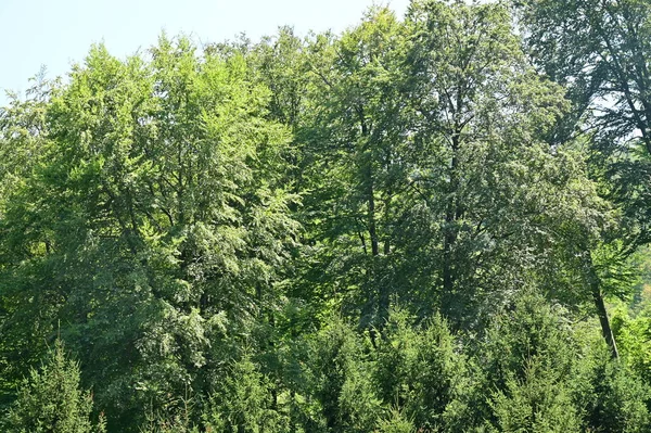 green forest in the summer time