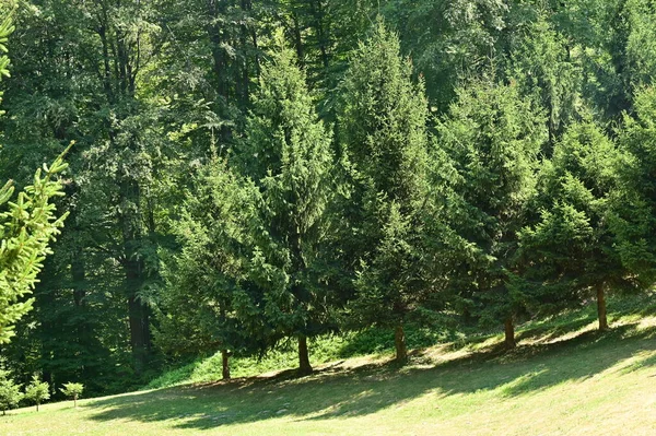 Зелений Ліс Літній Час — стокове фото
