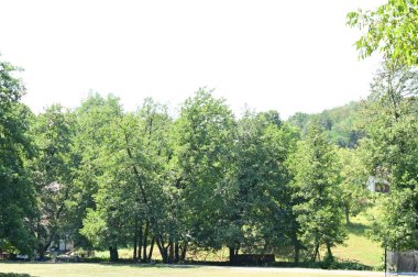 Parktaki yeşil ağaçlar