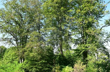 Ormandaki yeşil yapraklar