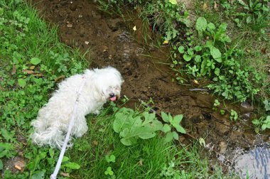 Baharın yanındaki bahçede bir köpek. 