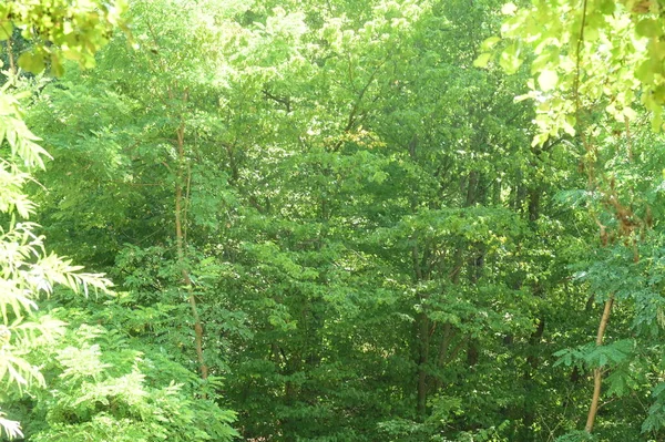 Zielone Liście Drzew Lesie — Zdjęcie stockowe