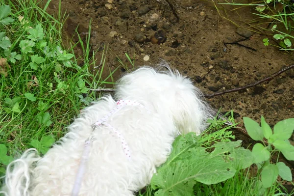 Cane Bianco Giardino — Foto Stock