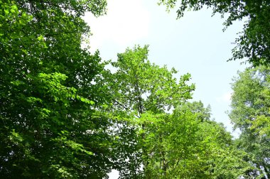 Ormandaki yeşil yapraklar