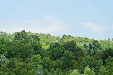 green forest with trees and blue sky in the mountains