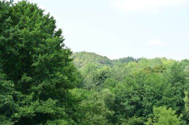 green forest with trees and blue sky in the mountains