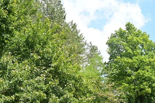 Feuilles Vertes Arbres Dans Forêt — Photo