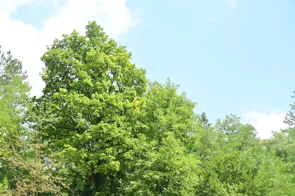 Feuilles Vertes Arbres Dans Forêt — Photo