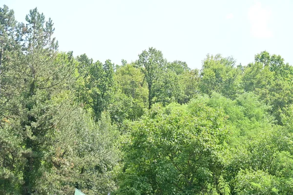 Green Forest Trees Blue Sky Mountains — Zdjęcie stockowe