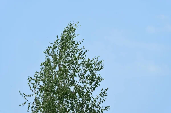 Зелене Листя Дерев Лісі — стокове фото