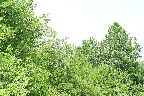 Hojas Verdes Árboles Bosque — Foto de Stock