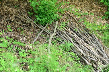 Ormanda yeşil çimenler