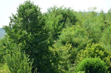 Yeşil yaz ormanlarındaki ağaçlar, güzel manzaralar.