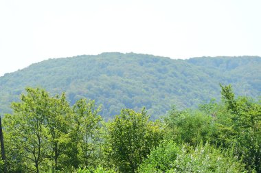 Yeşil yaz ormanlarındaki ağaçlar, güzel manzaralar.