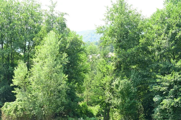 Bomen Groen Zomerwoud Prachtig Landschap — Stockfoto