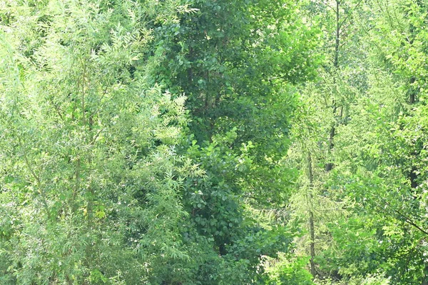 Bomen Groen Zomerwoud Prachtig Landschap — Stockfoto