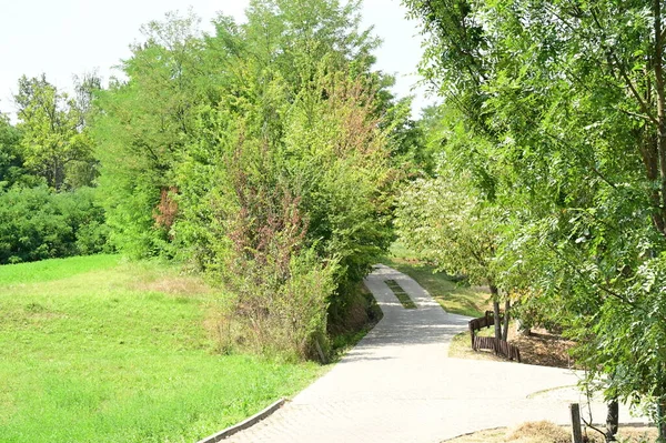 Árvores Verdes Parque Natureza — Fotografia de Stock