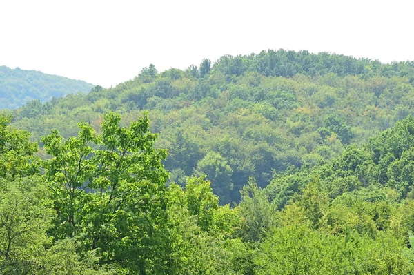 Alberi Sulla Foresta Verde Estiva Bellissimo Paesaggio — Foto Stock