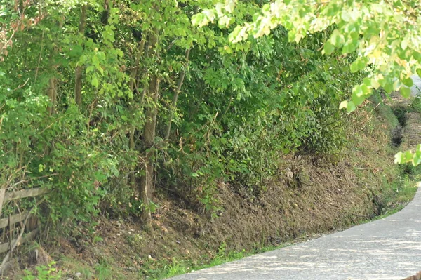 Gröna Träd Parken Naturen — Stockfoto