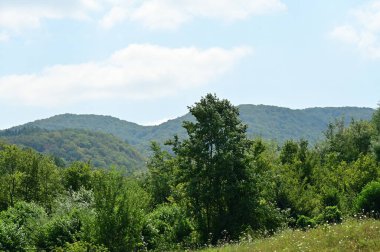 Yeşil yaz ormanlarındaki ağaçlar, güzel manzaralar.