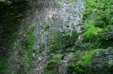 Parktaki şelalenin güzel manzarası