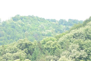 Dağlarda yeşil ağaçlar, güzel manzaralar.