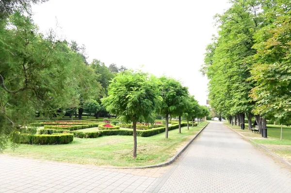 Arbres Verts Dans Parc Nature — Photo