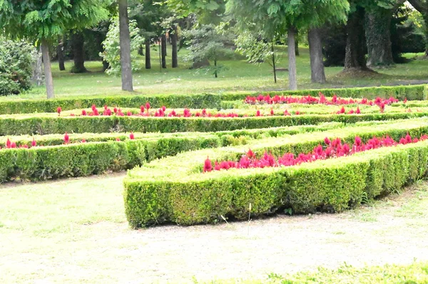 Vue Rapprochée Belles Fleurs Dans Jardin — Photo