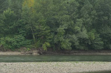 amazing view of the river with trees