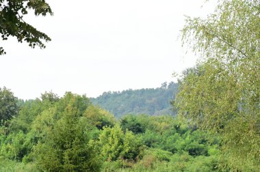 Yeşil yaz ormanlarındaki ağaçlar, güzel manzaralar.