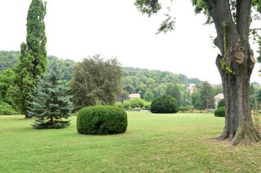 Parktaki yeşil ağaçlar, doğa