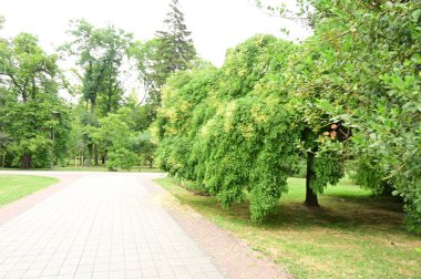 Parktaki yeşil ağaçlar, doğa