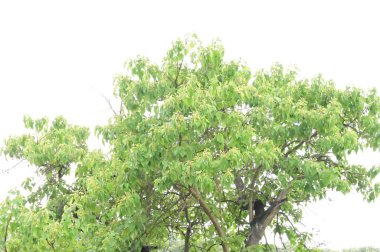 Parktaki yeşil ağaçlar, doğa