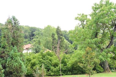 Parktaki yeşil ağaçlar, doğa